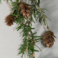 Western Hemlock